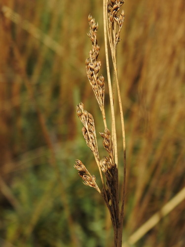Image of Juncus subulatus by (c) Duarte Frade, some rights reserved (CC BY)