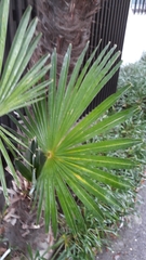 Arecaceae