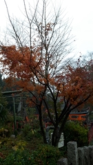 Acer palmatum