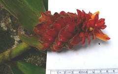Costus cupreifolius