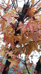 Acer palmatum