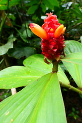 Costus cupreifolius