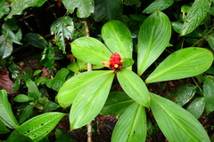 Costus cupreifolius