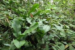 Costus cupreifolius