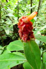 Costus cupreifolius