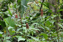 Costus cupreifolius
