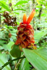 Costus cupreifolius
