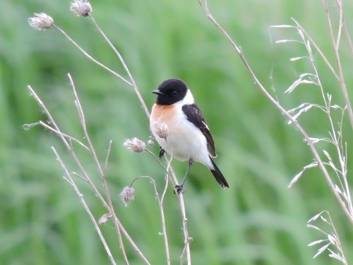 Tarabilla siberiana (Saxicola maurus)