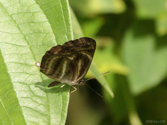Neptis harita
