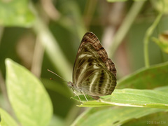 Neptis harita