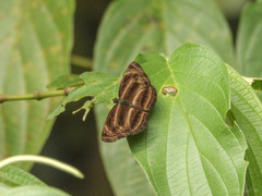 Neptis harita