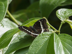 Bassarona teuta