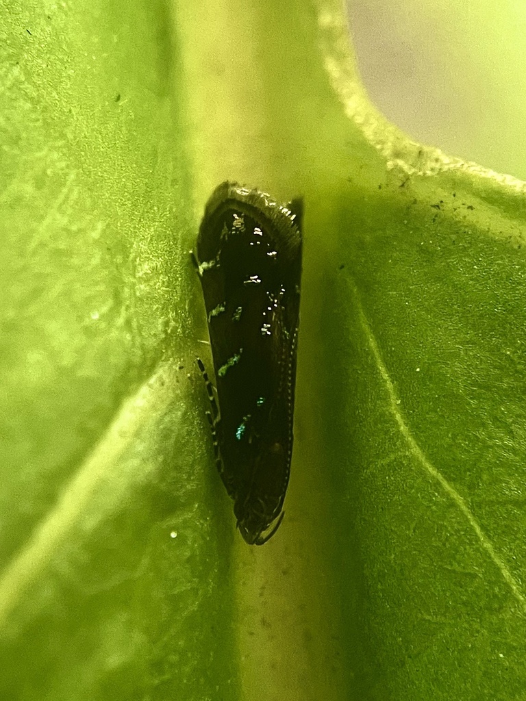 Strobisia iridipennella