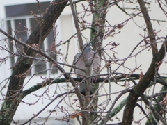 Columba palumbus