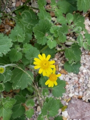 Perityle leptoglossa