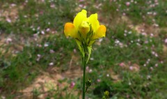 Linaria viscosa