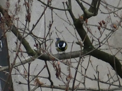 Parus major