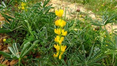 Lupinus luteus