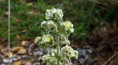 Mercurialis tomentosa