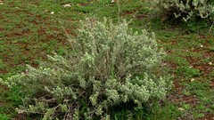 Mercurialis tomentosa
