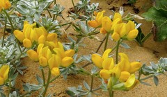 Lotus creticus