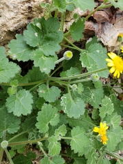 Perityle leptoglossa