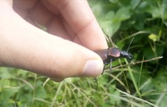 Carabus morbillosus