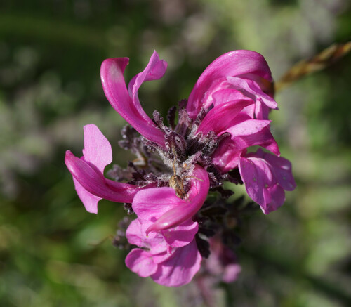 Alpine Lousewort
