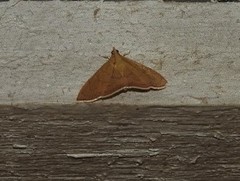 Hyalobathra crenulata