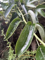Dendrophorbium americanum