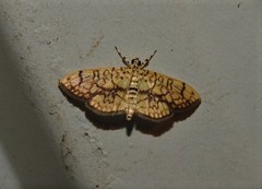 Haritalodes obliqualis