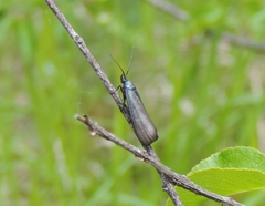 Lymphia chalybella