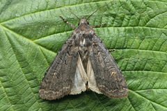 Euxoa ochrogaster