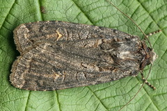 Euxoa ochrogaster