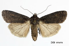 Euxoa ochrogaster