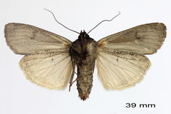 Euxoa ochrogaster