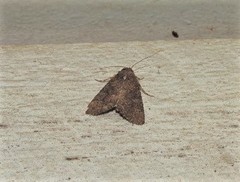 Condica illecta