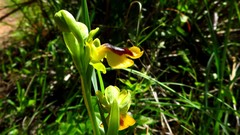 Ophrys lutea lutea