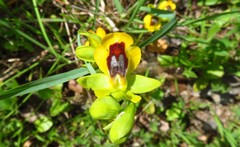 Ophrys lutea lutea