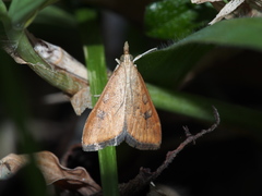 Udea testacea