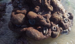 Dodecaceria fewkesi