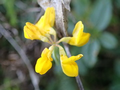 Coronilla