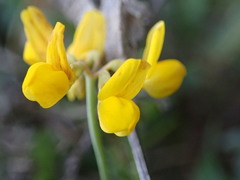Coronilla