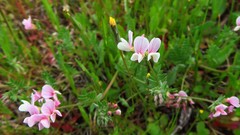 Ornithopus sativus isthmocarpus
