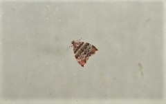Choreutis periploca