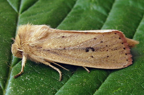 Webb's Wainscot, photo 7 of 9