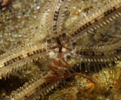 Amphiodia occidentalis