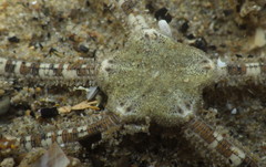 Amphiodia occidentalis