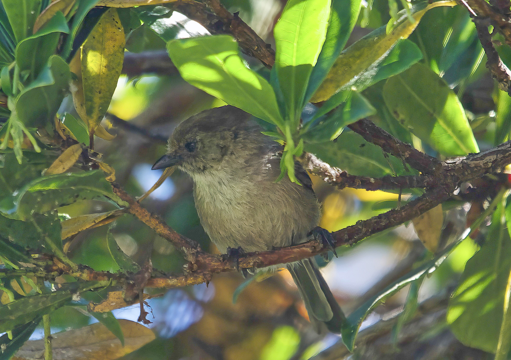 Baja California Bushtit