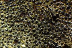 Dodecaceria fewkesi